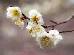 野草園のひととき