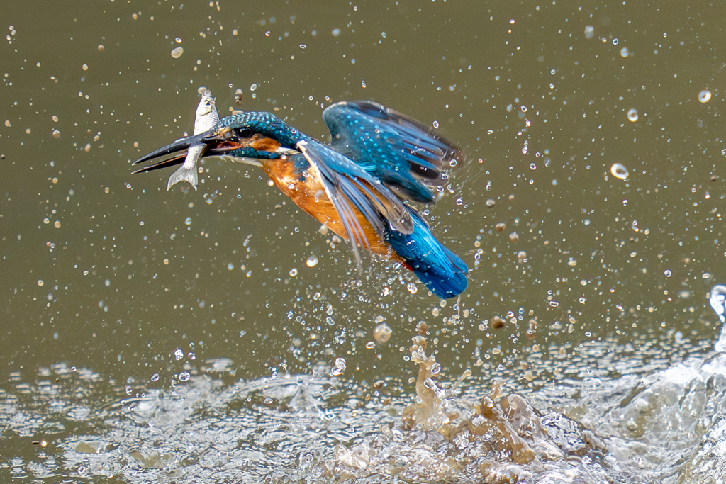 昨日のカワセミ