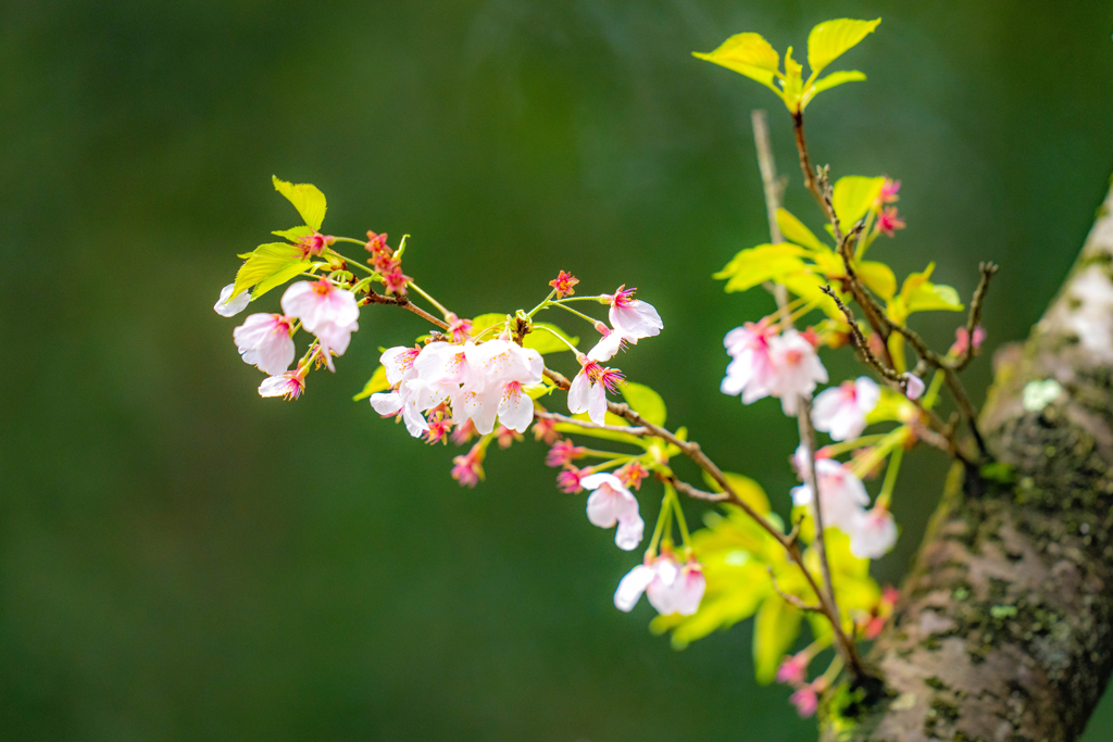 今日の桜