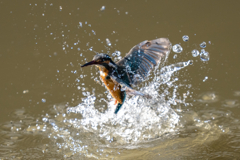 都会のカワセミ