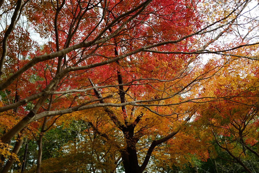 今日の紅葉・冬の紅葉