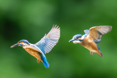 カワセミの生活