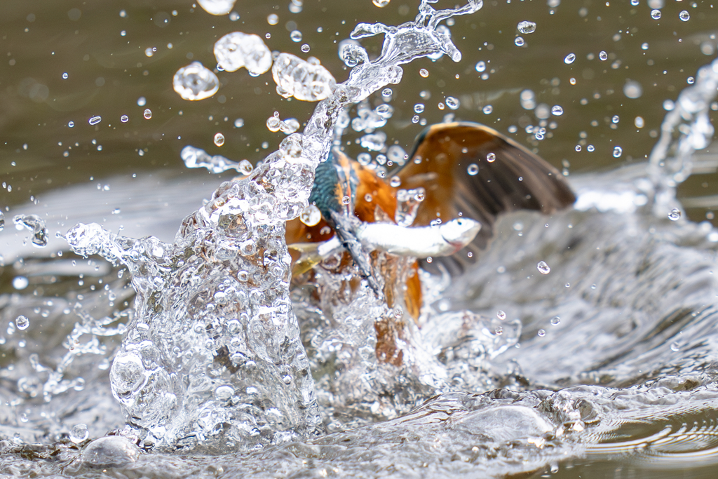 今日のカワセミ