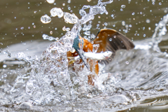 今日のカワセミ