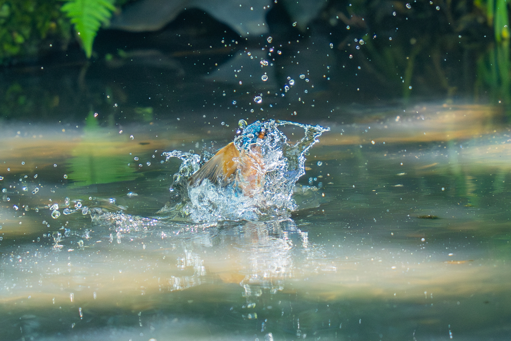 カワセミの生活