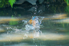 カワセミの生活