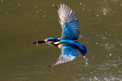 今日のカワセミ・伍ノ型