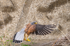 去年のチョウゲンボウ