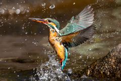 水滴の中のカワセミ