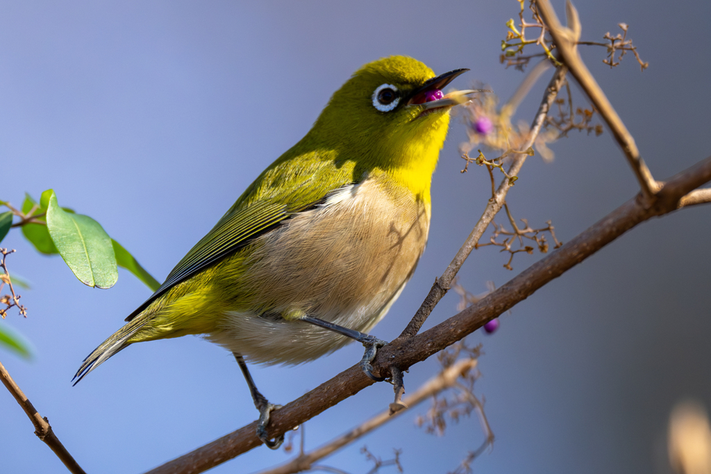 クリスマスの鳥