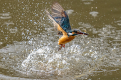 今日のカワセミ