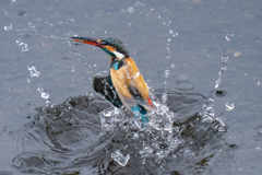 今日のカワセミ