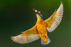 カワセミの生活