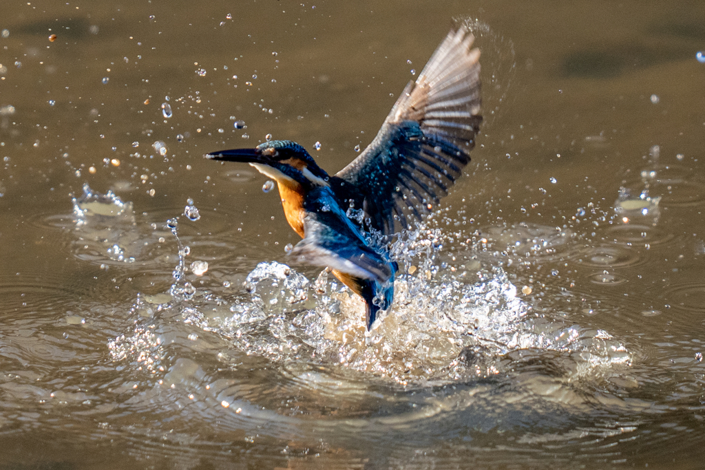 先週のカワセミ