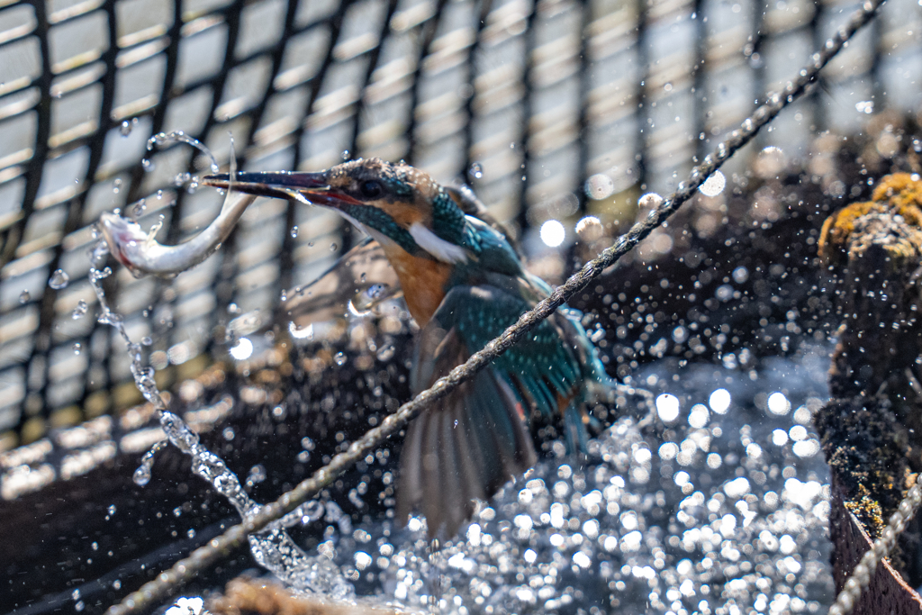 今日のカワセミ