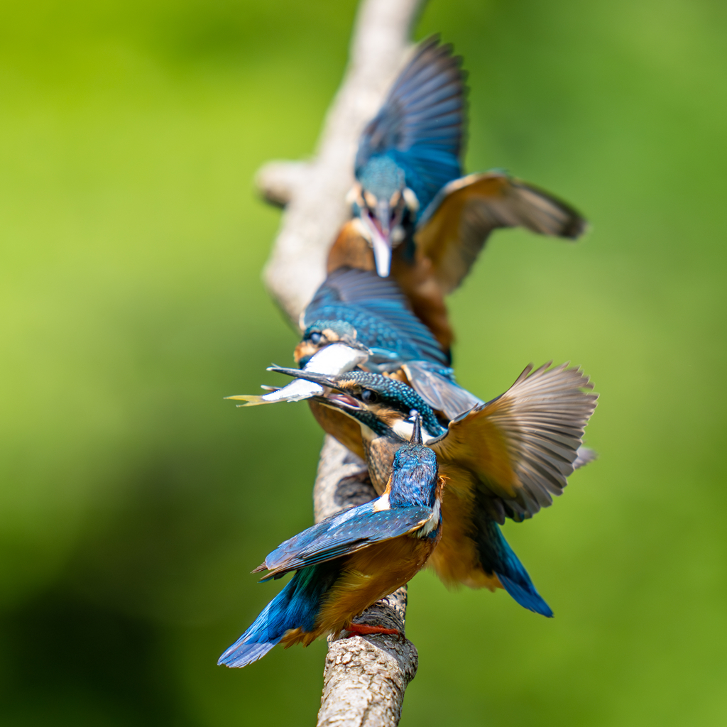 カワセミの生活