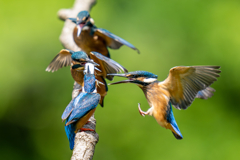 カワセミの生活