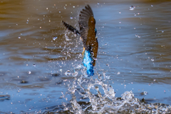 水っぽいカワセミ