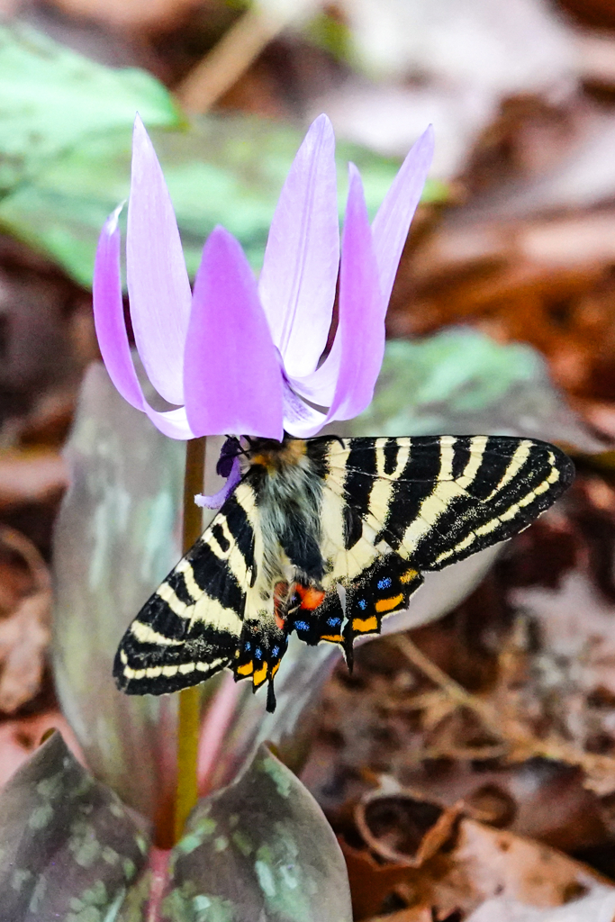 ギフチョウとカタクリ by Happyhoverin （ID：11702056） - 写真共有サイト:PHOTOHITO