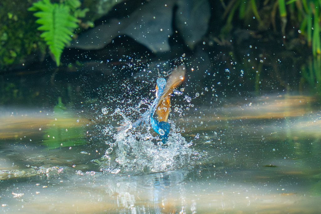 カワセミの生活