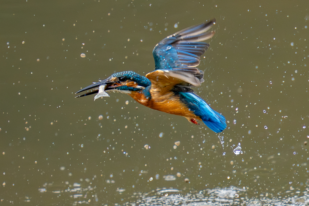 昨日のカワセミ