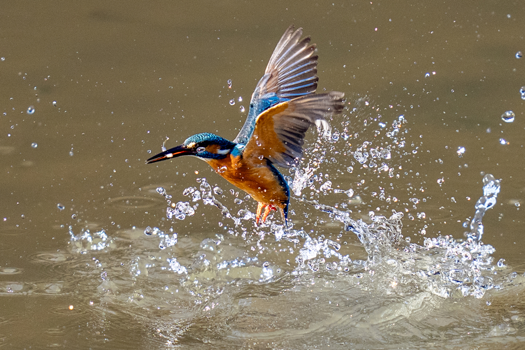 今日のカワセミ