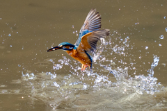 今日のカワセミ
