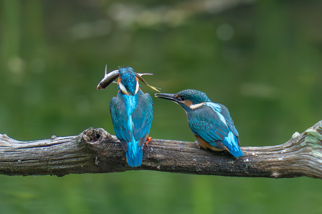 カワセミの生活