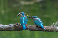 カワセミの生活