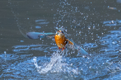 今日のカワセミ