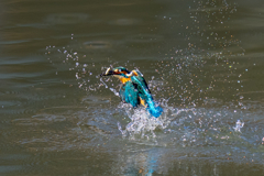 クリスマスイブカワセミ