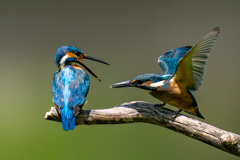 カワセミの生活