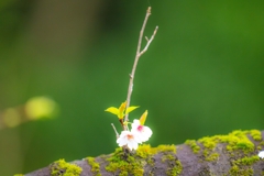 今日の桜