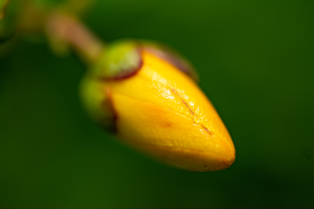 野草の時間
