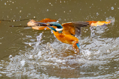 今日のカワセミ・曇天