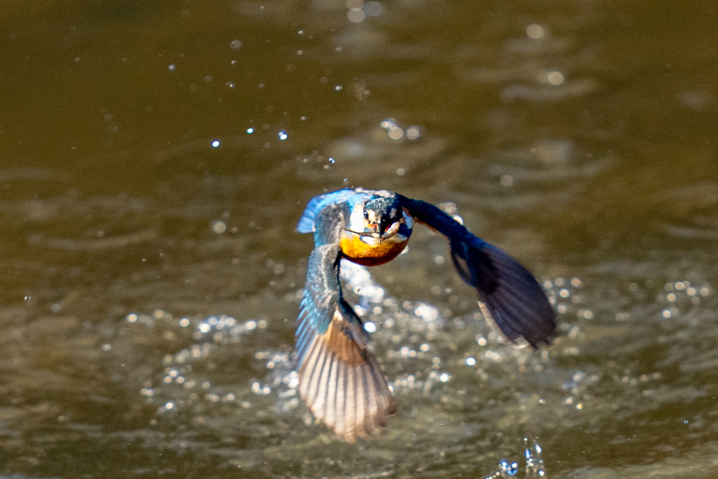 トラッキングカワセミ　お魚付き