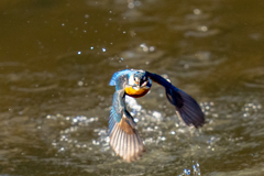 トラッキングカワセミ　お魚付き