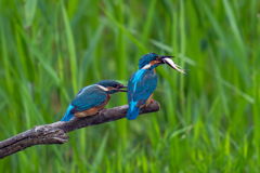 カワセミの生活