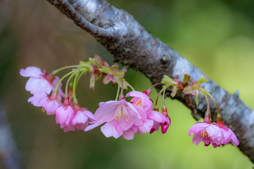 さくらんぼの花