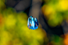 紅葉ホバ・青面・伍ノ型