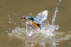 今日のカワセミ