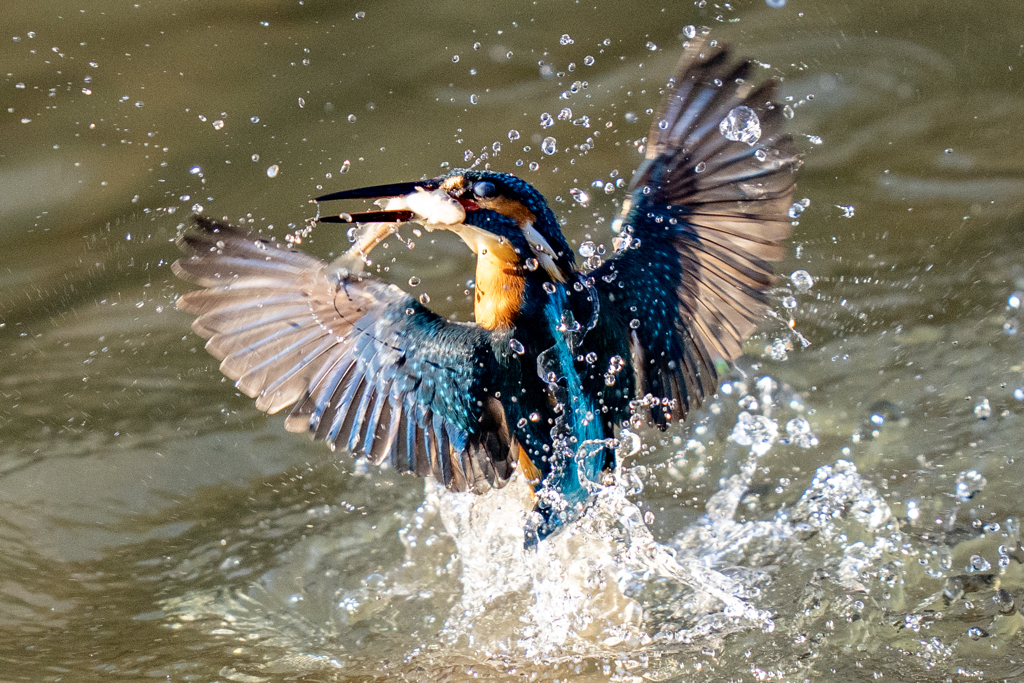 今日のカワセミ