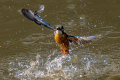 今日のカワセミ