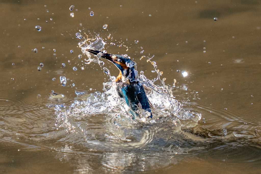 先週のカワセミ