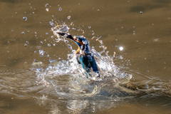 先週のカワセミ