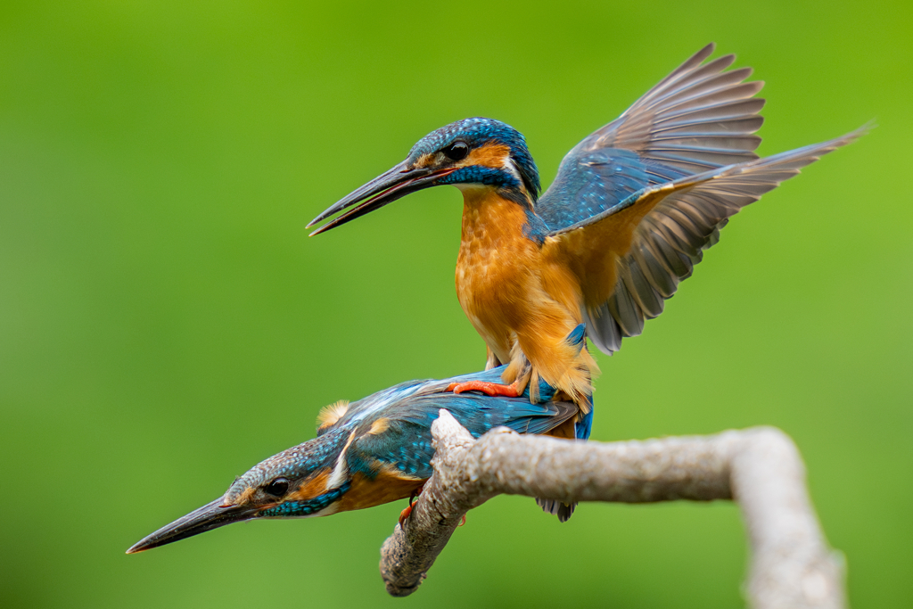 カワセミの生活