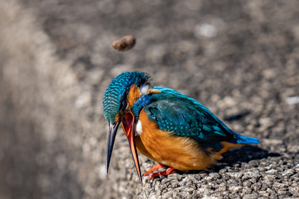 ペリット飛ばし