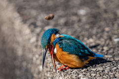 ペリット飛ばし