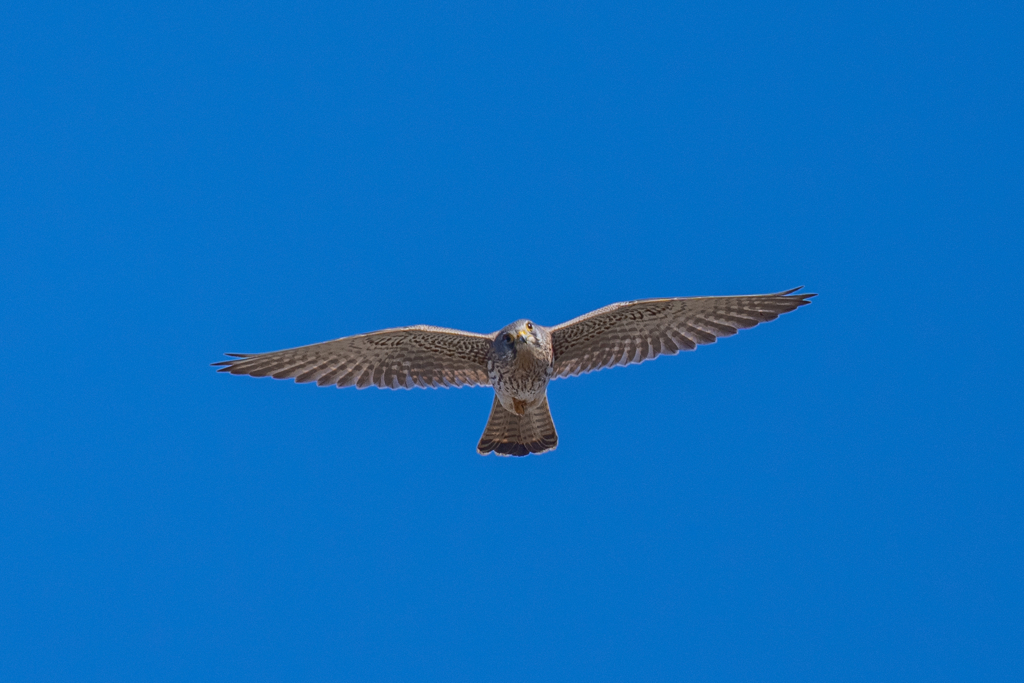 猛禽がサンタクロース　チョーさん。