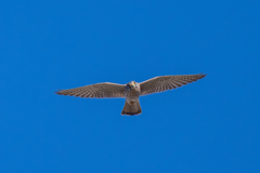 猛禽がサンタクロース　チョーさん。